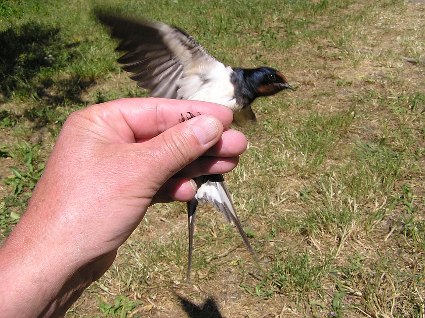 Barn Swallow, Digrans 20080604